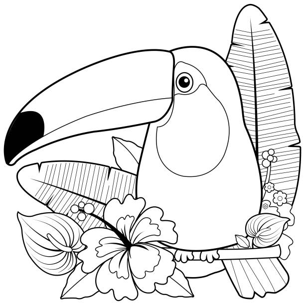 Toucan coloring page stock illustrations royalty