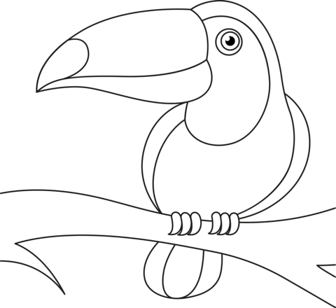 Toucan coloring pages free coloring pages