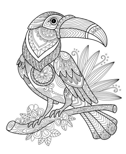 Toucan coloring page stock illustrations royalty