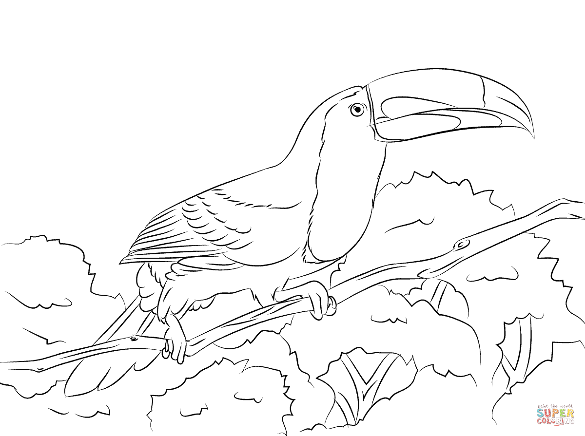 Perched keel billed toucan coloring page free printable coloring pages