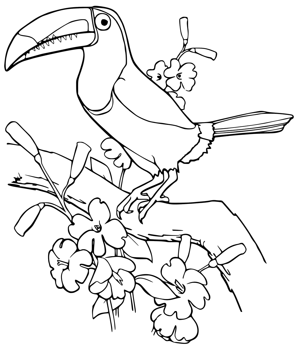 Toucan coloring pages