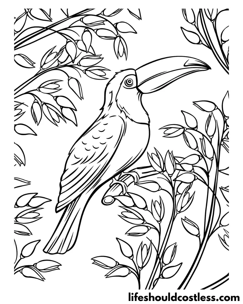 Bird coloring pages free printable pdf templates