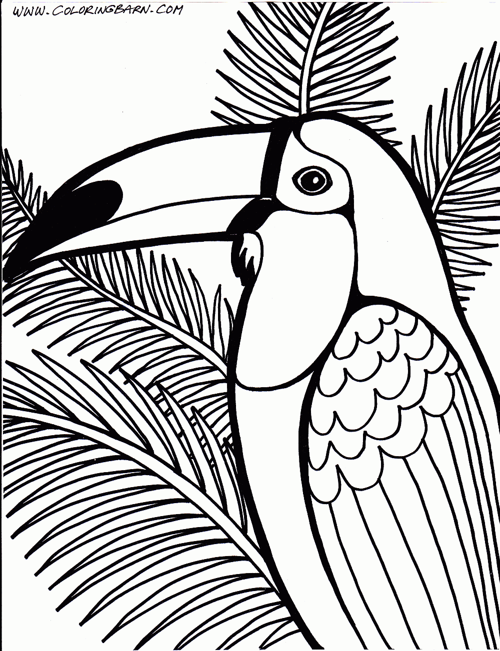 Toucan coloring page bird coloring pages animal coloring pages jungle coloring pages