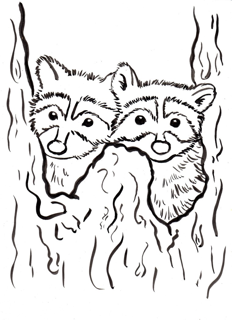 Raccoon coloring page