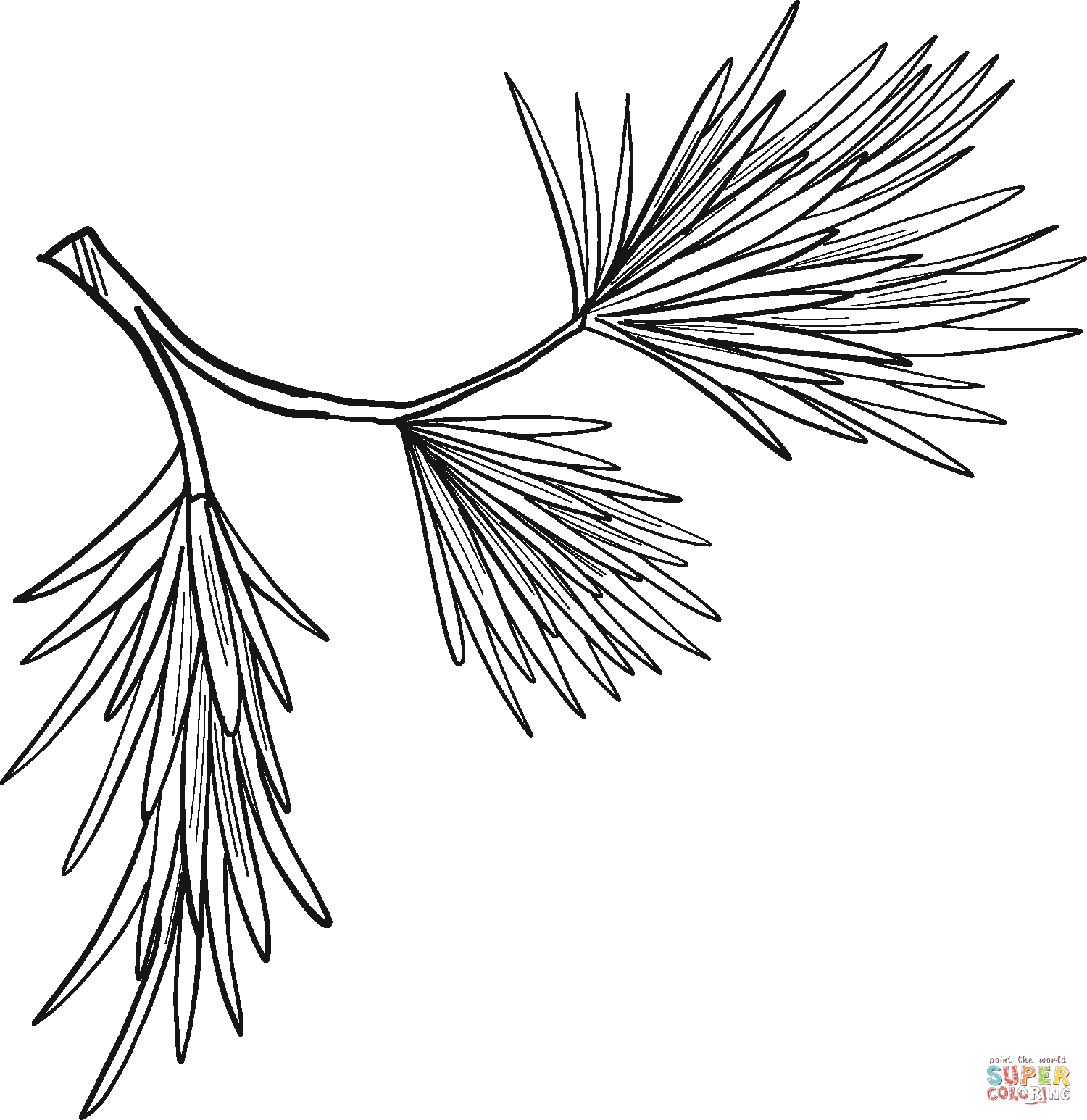 Evergreen tree branch coloring page free printable coloring pages