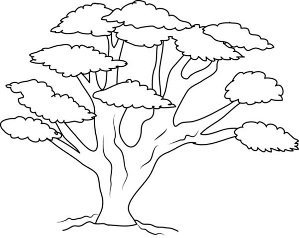 Oak tree with so many branch coloring page color luna tree coloring page coloring pages christmas tree coloring page