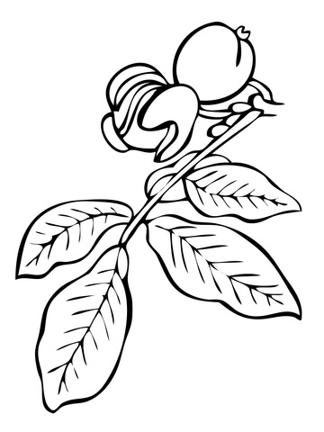 Walnut tree branch coloring page free printable coloring pages