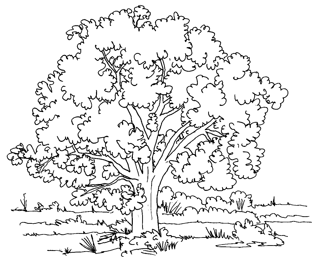 Free printable tree coloring pages for kids