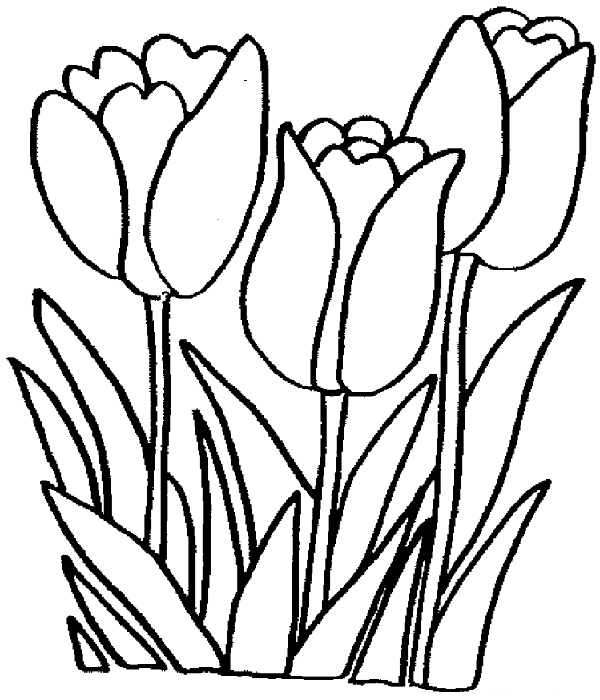 Tulip coloring pages free printable coloring pages for kids