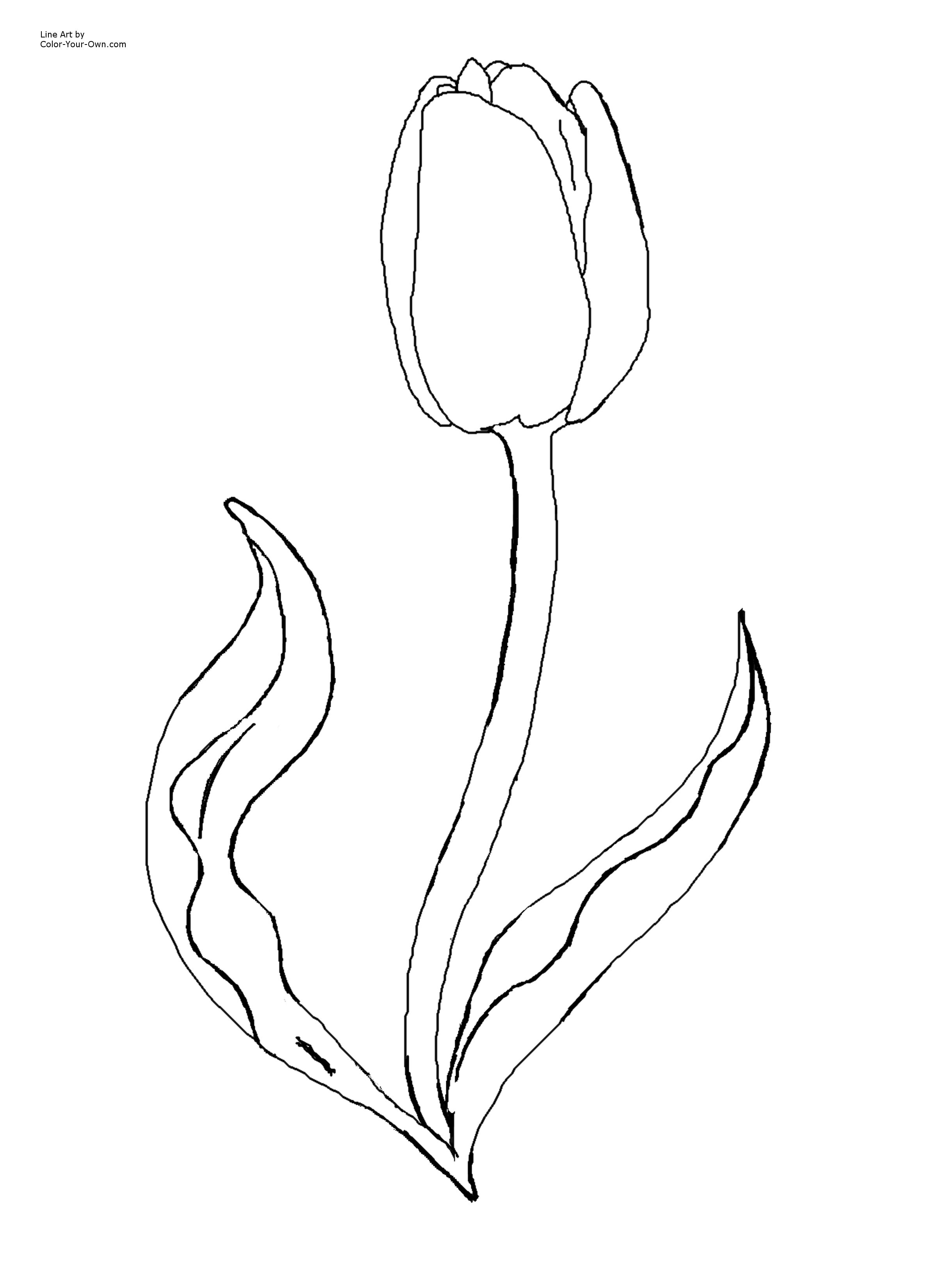 Tulip spring flower coloring page