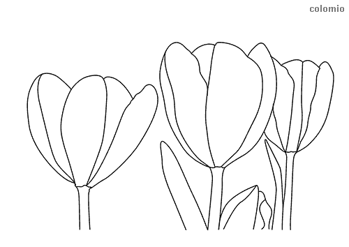 Tulips coloring pages free printable tulip coloring sheets