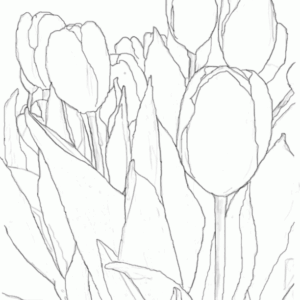 Tulip coloring pages printable for free download