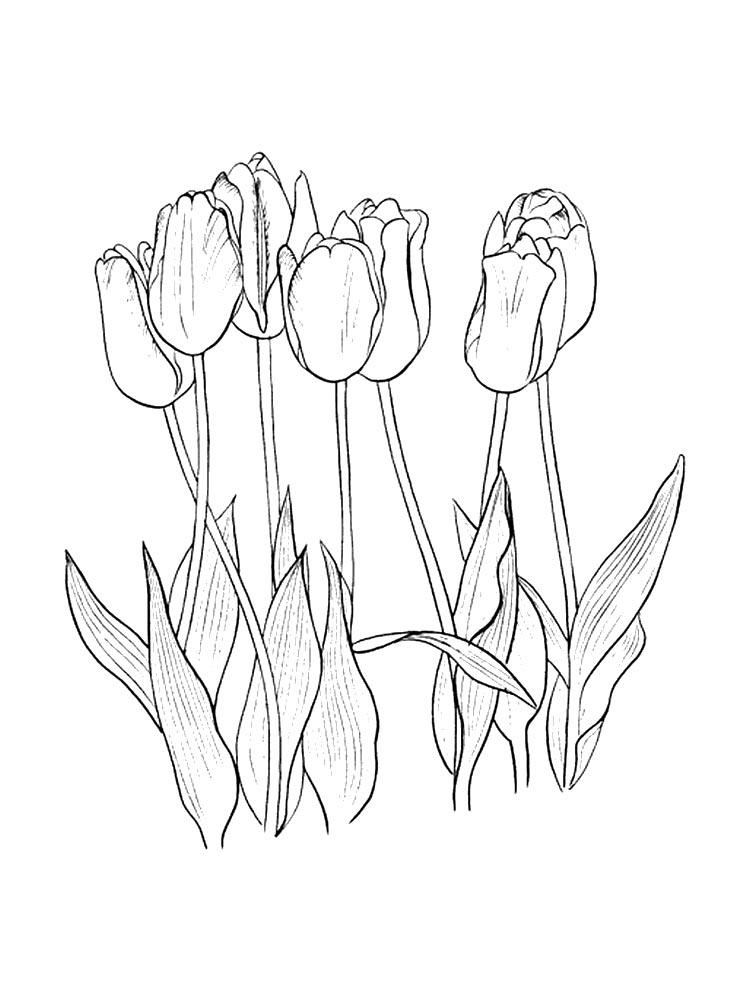 Printable and easy tulip coloring pages for kids