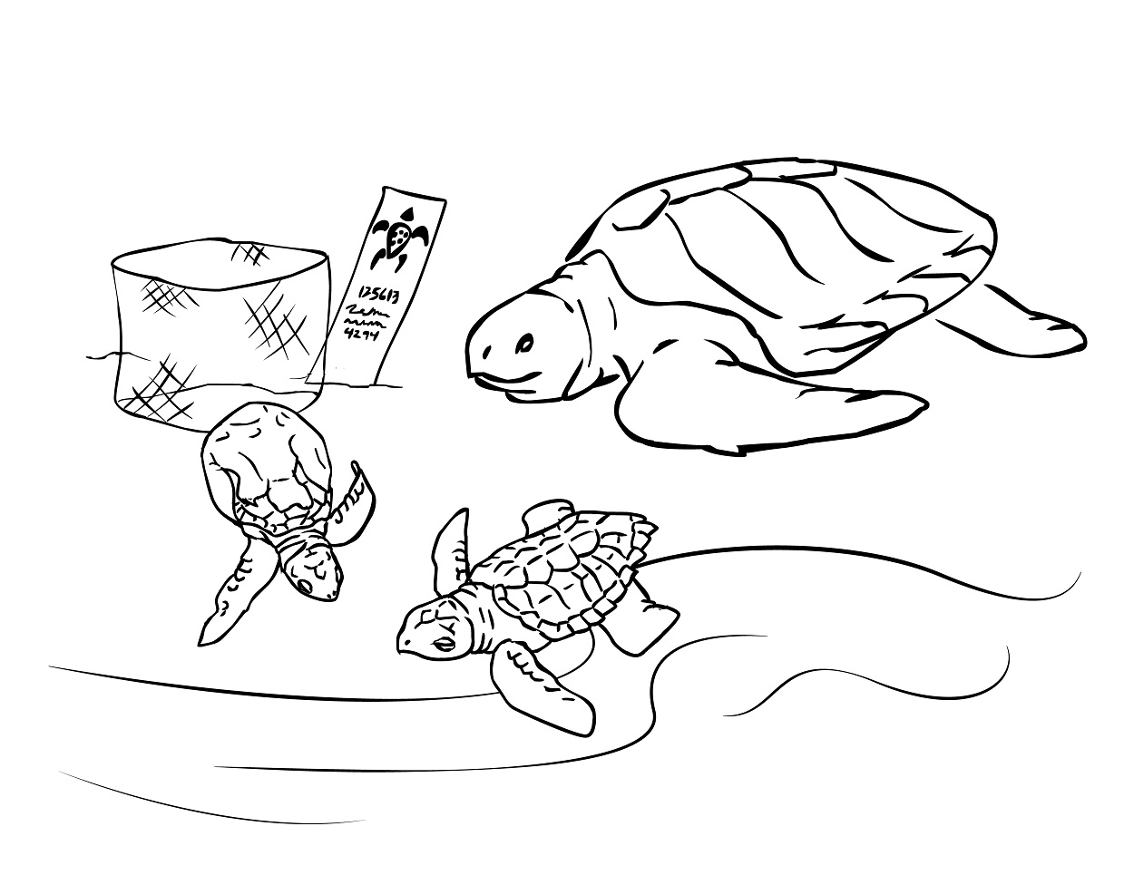 Free printable sea turtle coloring pages for kids