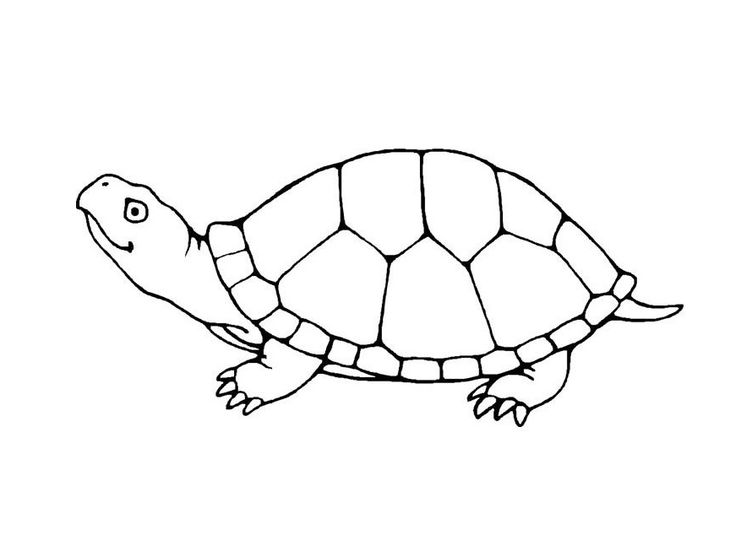 Free turtle coloring pages turtle coloring pages turtle drawing lion coloring pages