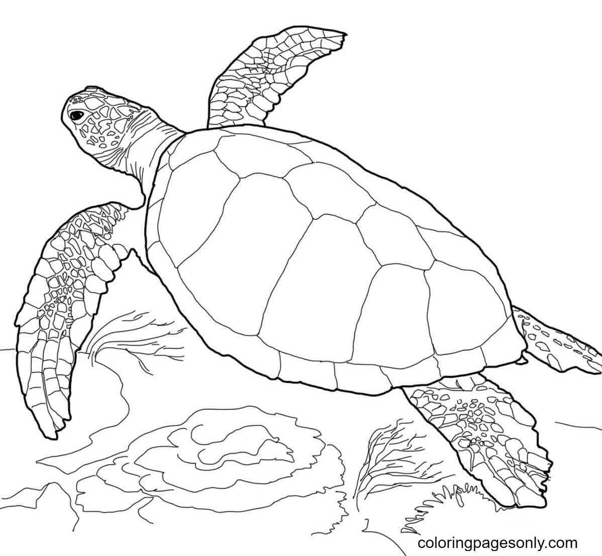 Turtle coloring pages printable for free download