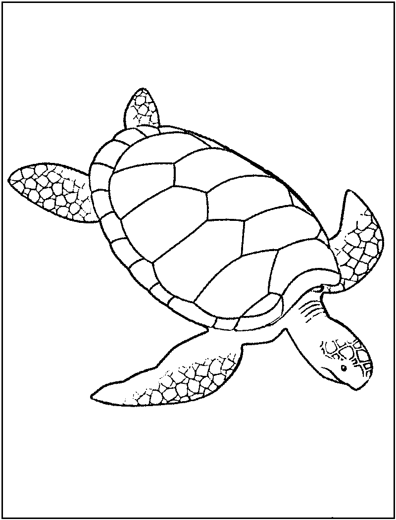 Free printable turtle coloring pages for kids