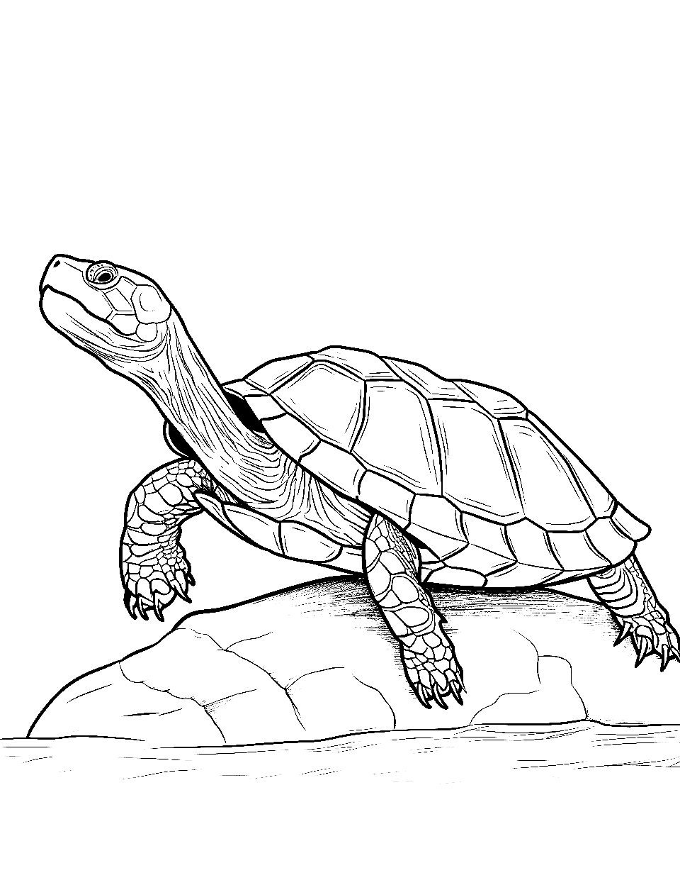 Turtle coloring pages free printable sheets