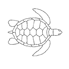 Top free printable turtle coloring pages online