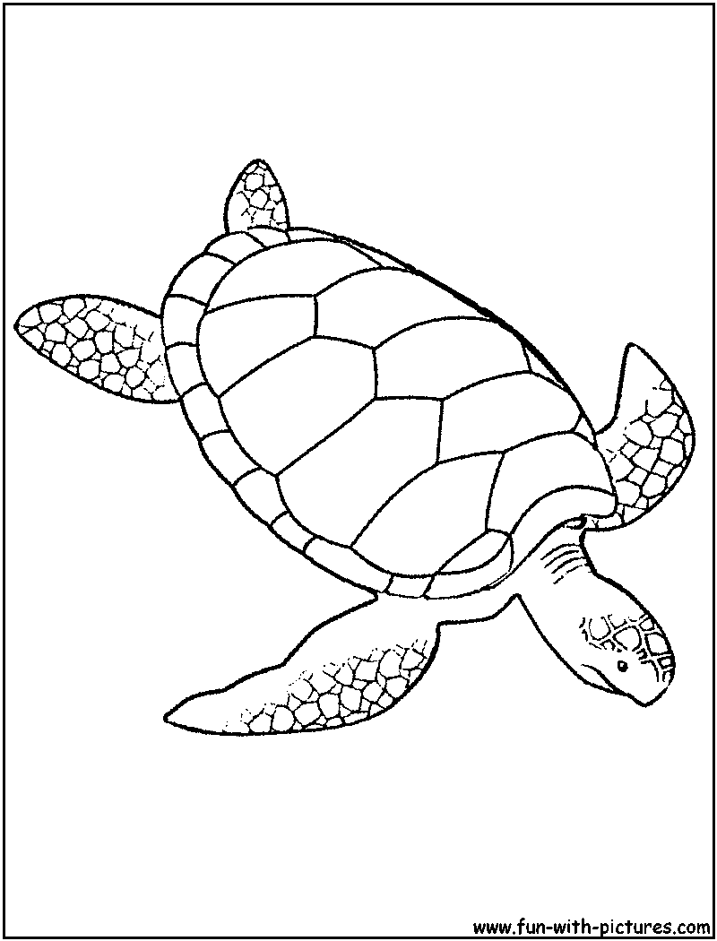 Green sea turtle coloring page