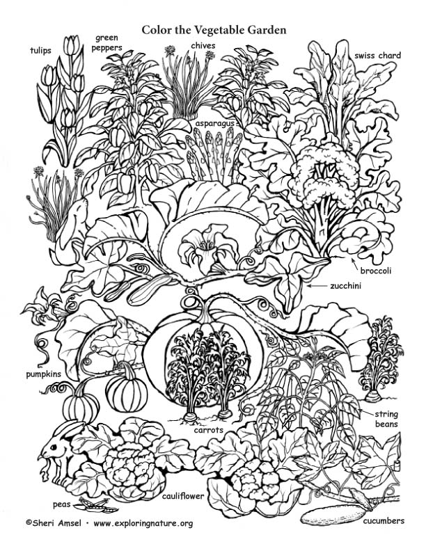 Vegetable garden coloring page