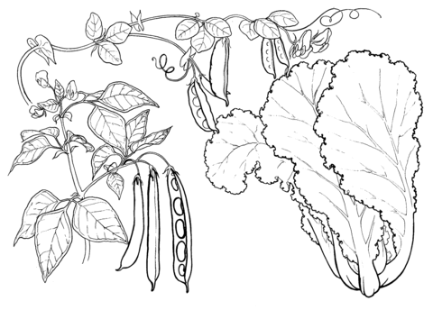 Peas and cabbage coloring page free printable coloring pages