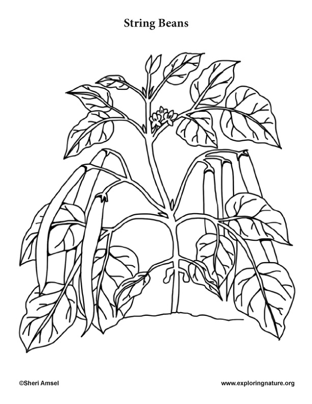 Garden vegetables coloring pages