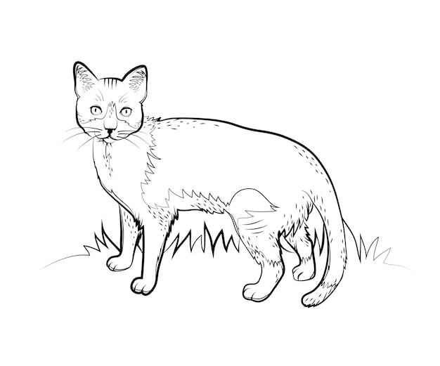 Page cute cats coloring book images