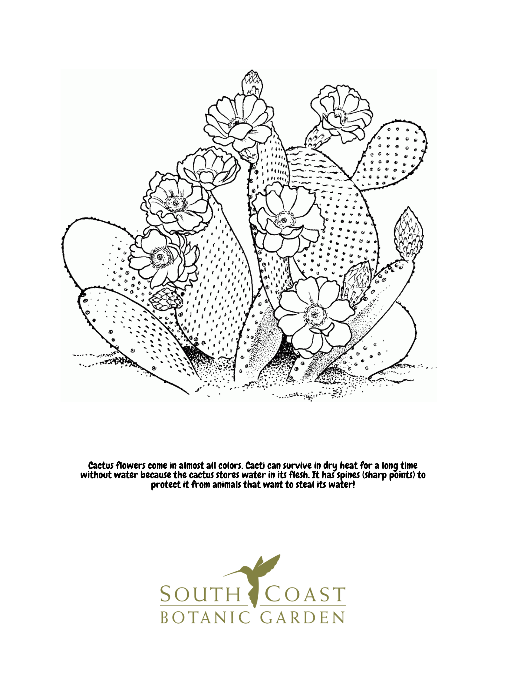 Seeds of fun cherry blossoms and cactus flower coloring pages