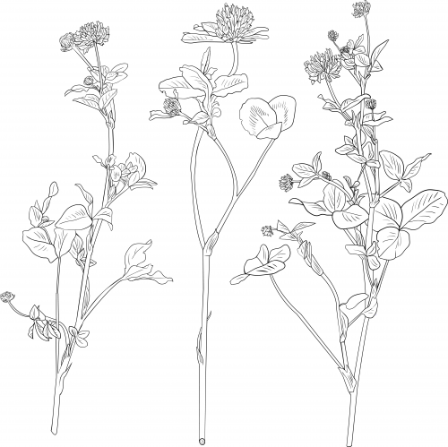 Wild flowers coloring page