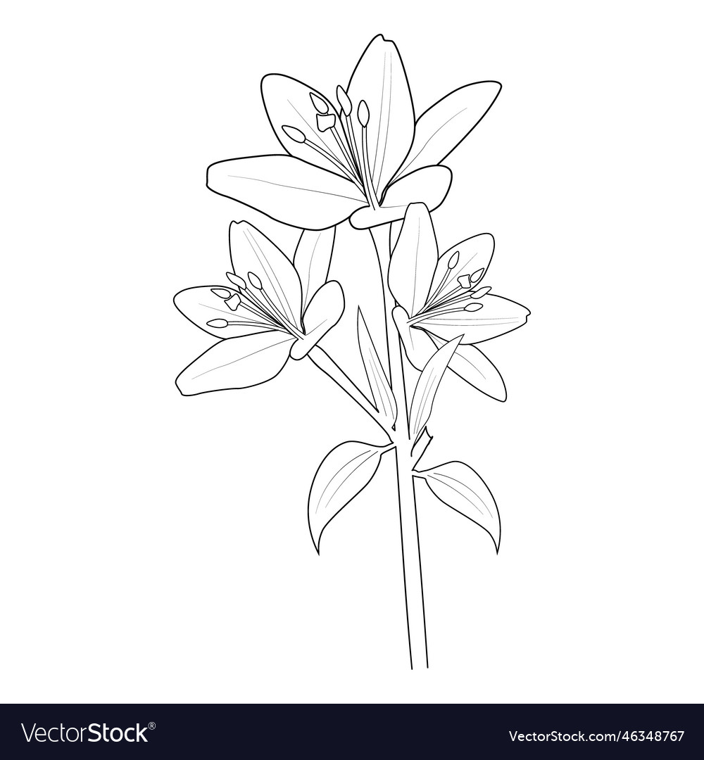 Printable lily flower coloring pages flowers vector image