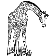 Top free printable wild animals coloring pages online