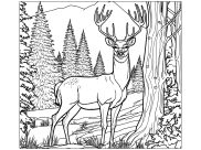 Coloring pages of animals