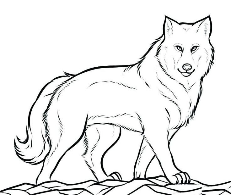 Cool wolf coloring pages pdf printable