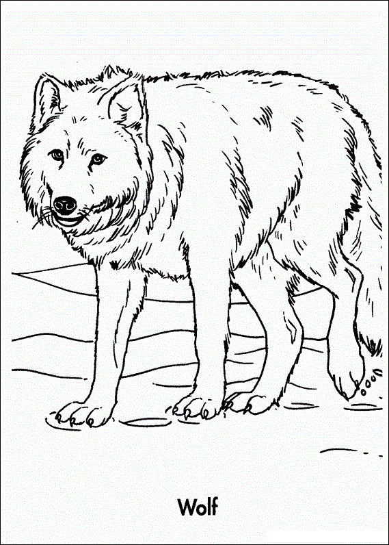 Free printable wolf coloring pages for kids animal coloring pages wolf colors farm animal coloring pages