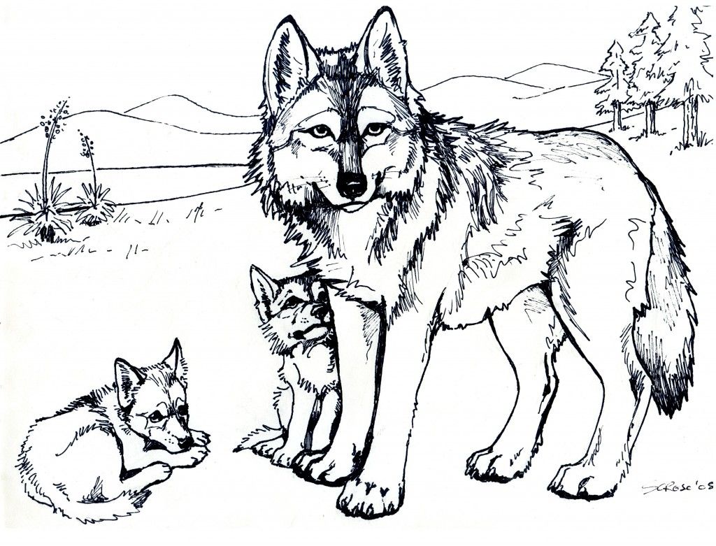 Free printable wolf coloring pages for kids wolf colors puppy coloring pages animal coloring pages