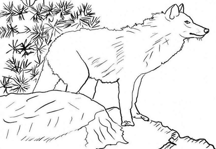 Printable wondrous inspration wolf coloring pages free greatest to print wolves coloringsuite of prinâ horse coloring pages animal coloring pages wolf colors