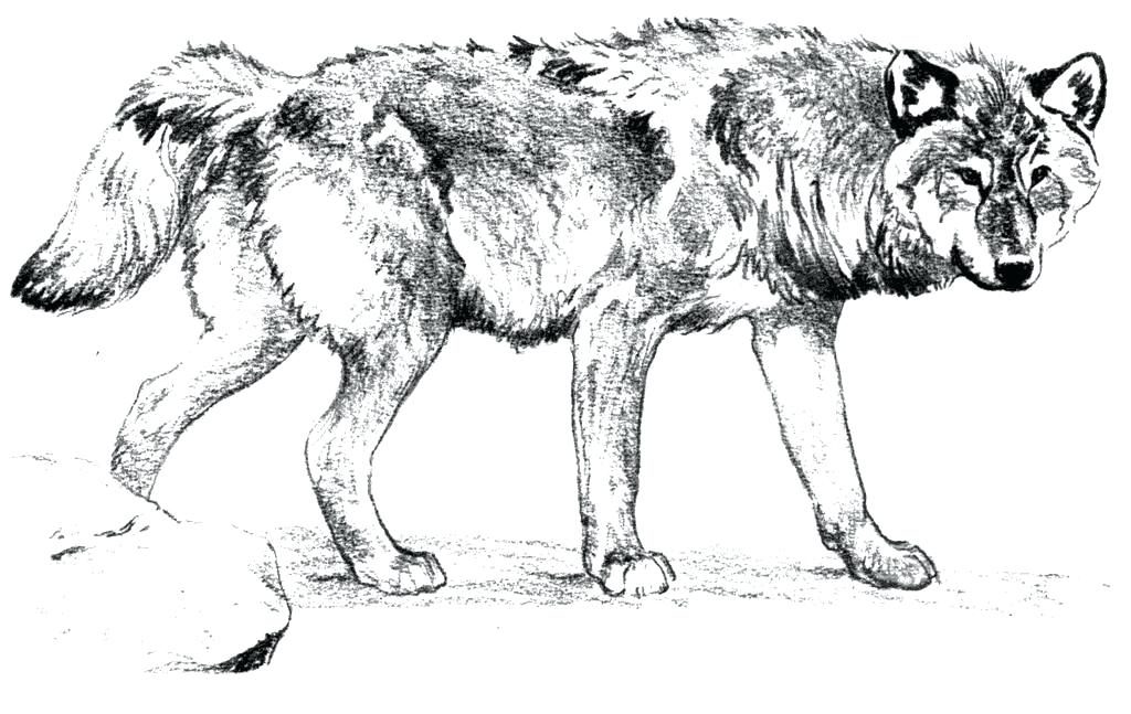 Wolf coloring pages for adults