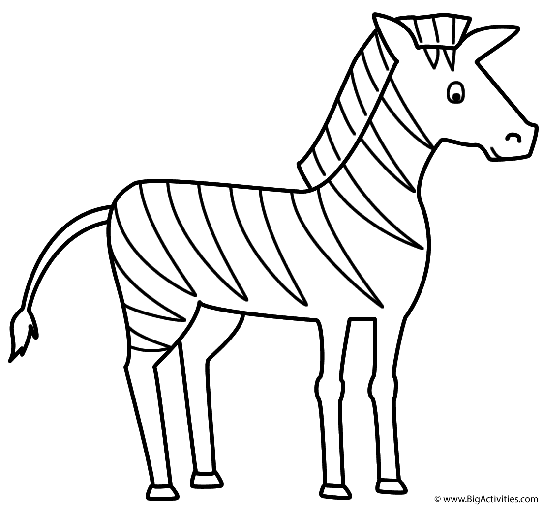 Zebra