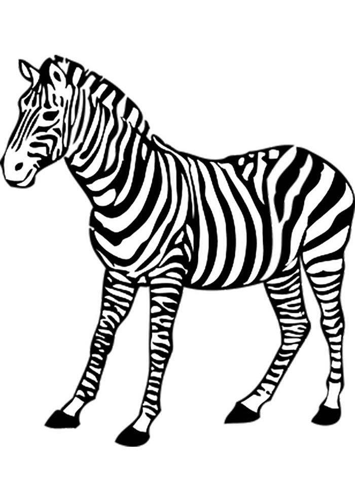 Zebra coloring pages free personalizable coloring pages