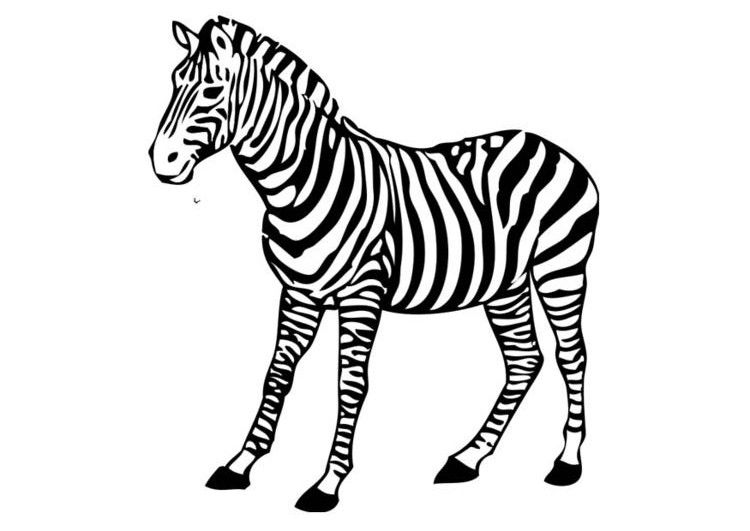 Free printable zebra coloring pages for kids zebra coloring pages zebra zebra clipart