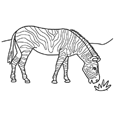 Top free printable zebra coloring pages online