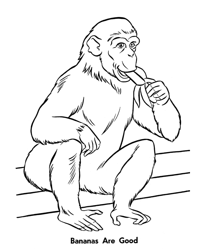 Zoo animal coloring pages zoo monkeys eating bananas coloring page and kids activity sheet
