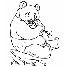 Top free printable zoo coloring pages online