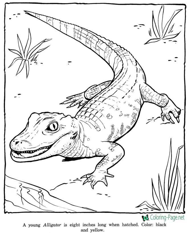 Zoo coloring pages