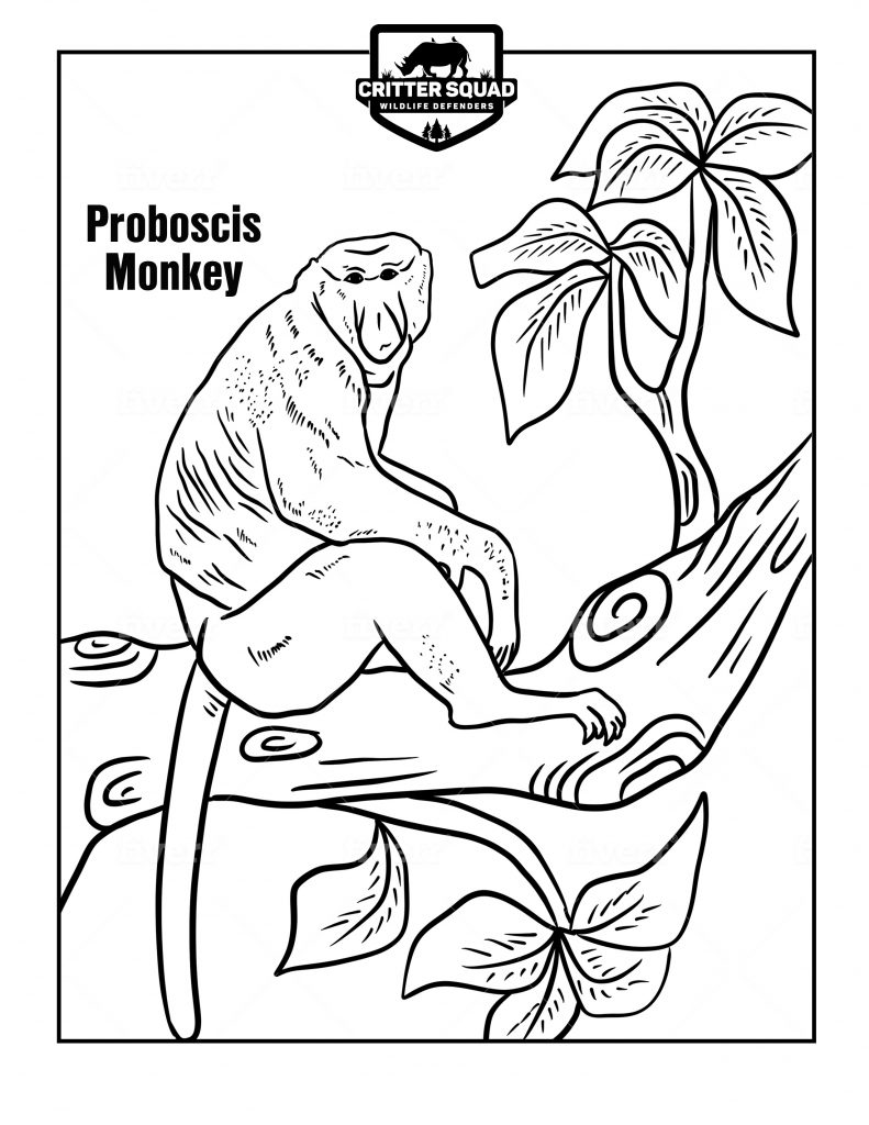 Proboscis monkey