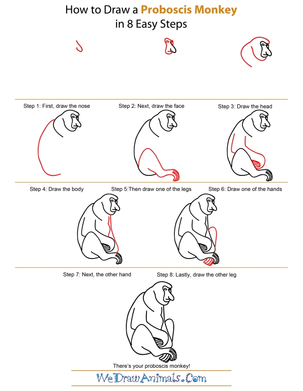 How to draw a proboscis monkey