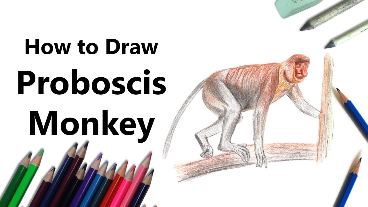 How to draw a proboscis monkey with color pencils time lapse