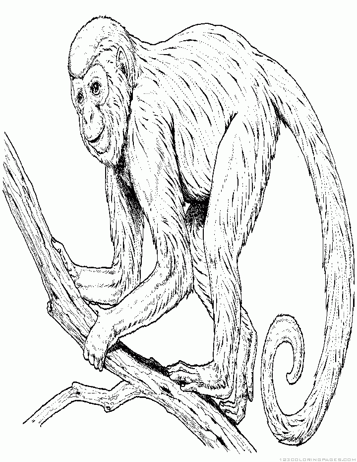 Monkey coloring pages