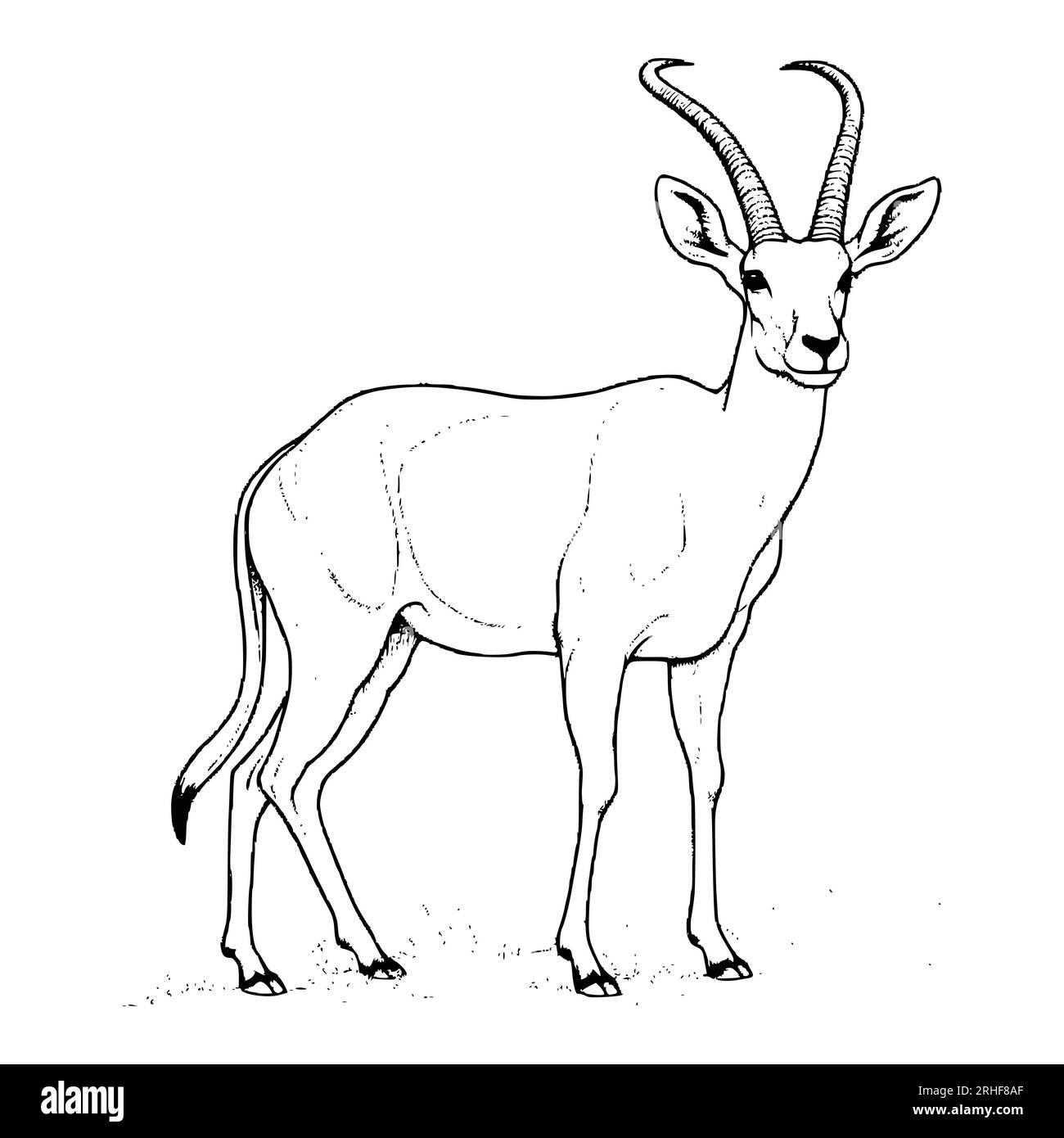 Antelope coloring pages for kids stock vector image art